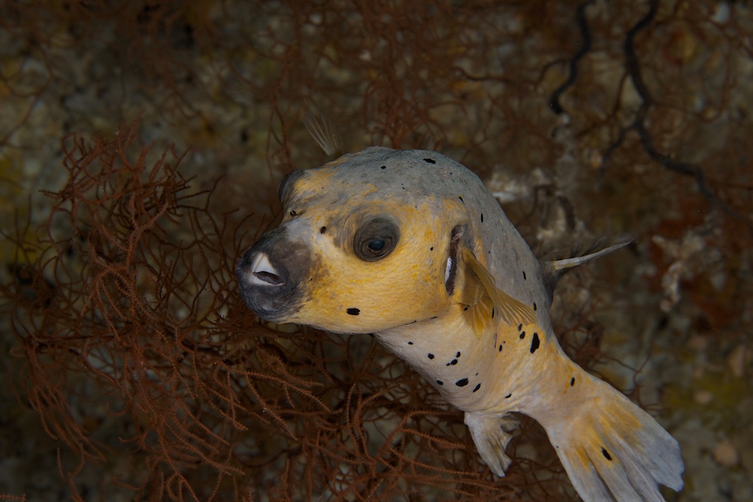 Palau2011D5D1 6 2011-07-14.jpg