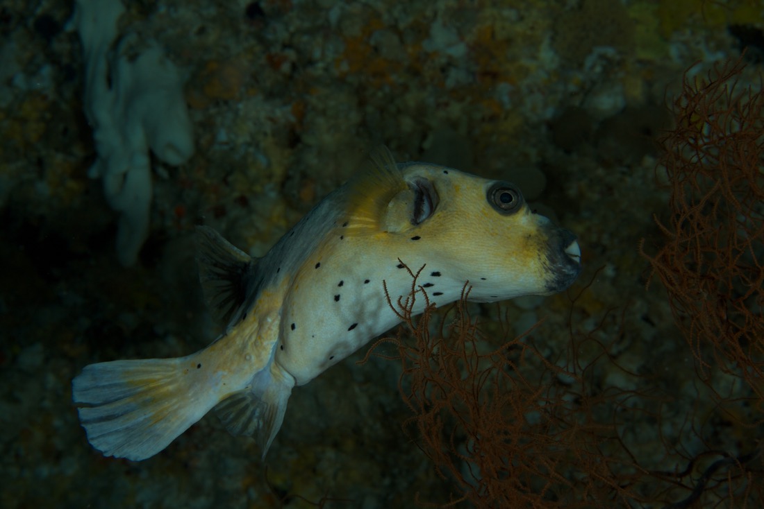 Palau2011D5D1 7 2011-07-14.jpg