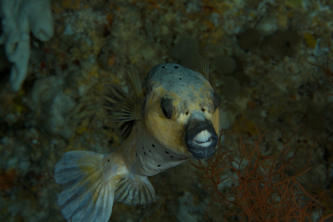 Palau2011D5D1 8 2011-07-14.jpg