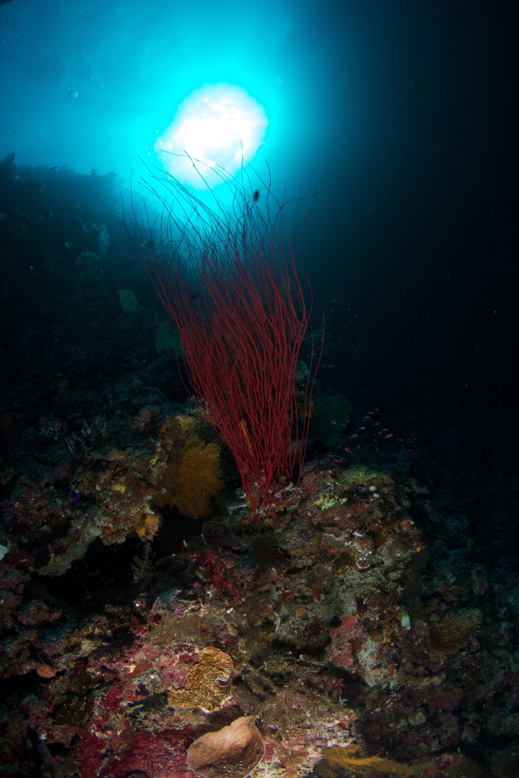 Palau2011D5D2 920 2011-07-14.jpg