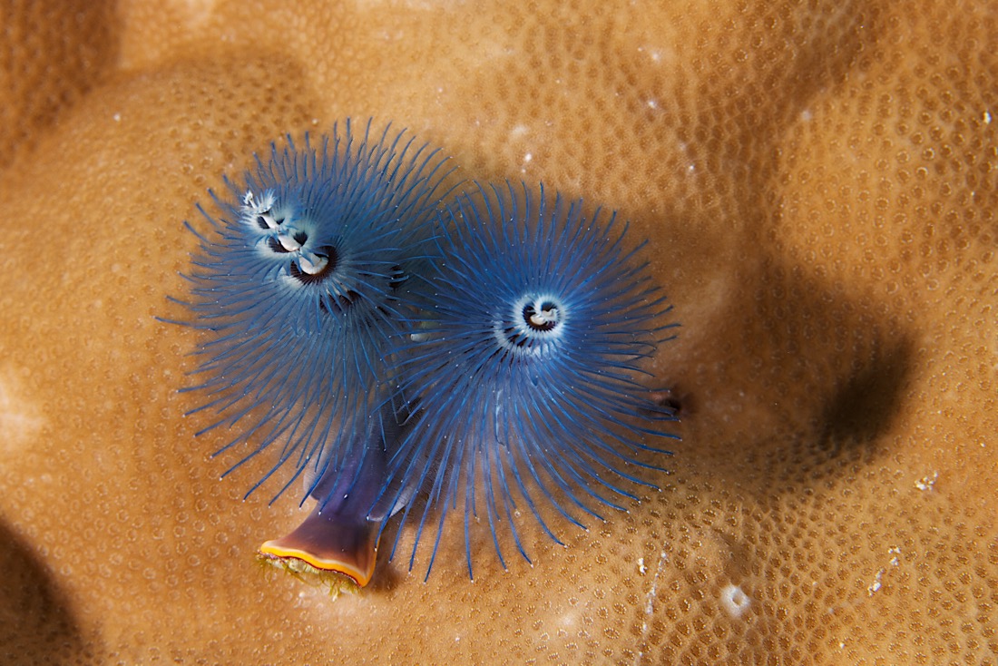 Palau2011D5D3 1069 2011-07-15.jpg