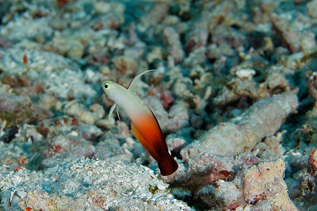 Palau2011D5D3 969 2011-07-15.jpg