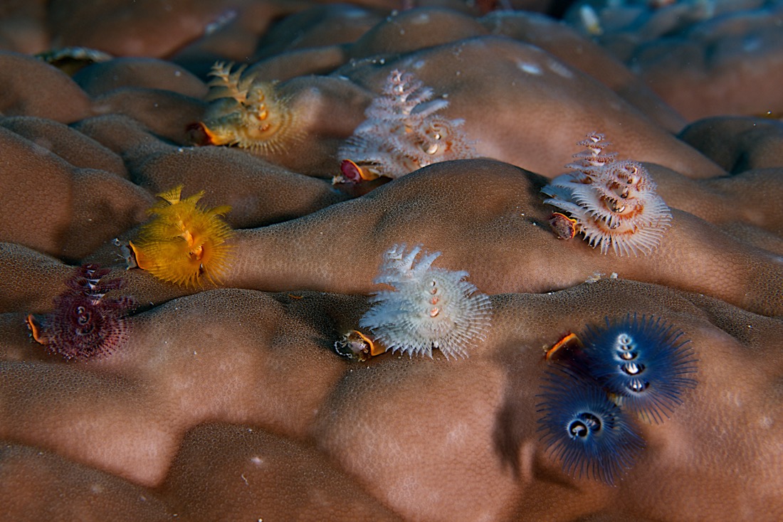 Palau2011D5D3 984 2011-07-15.jpg