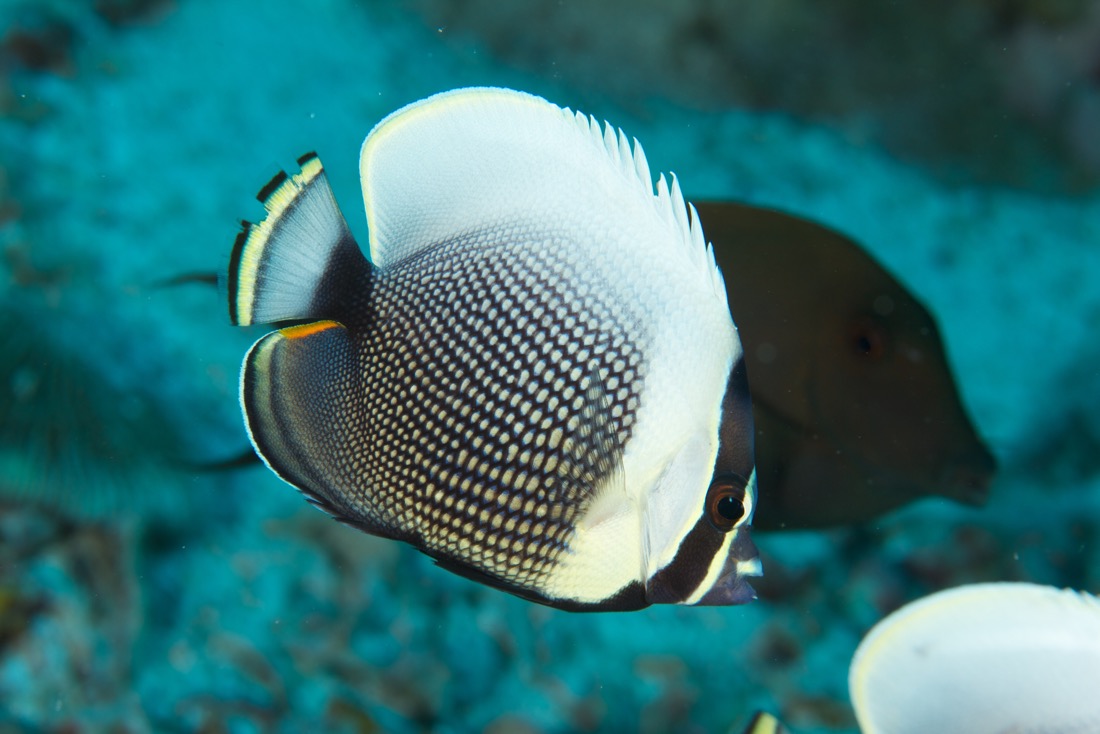 Palau2011D5D3 987 2011-07-15.jpg