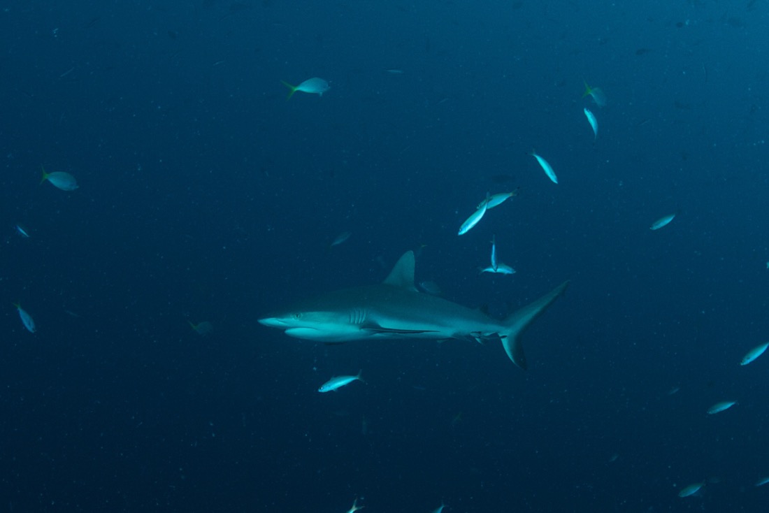 Palau2011D5D4 1114 2011-07-15.jpg