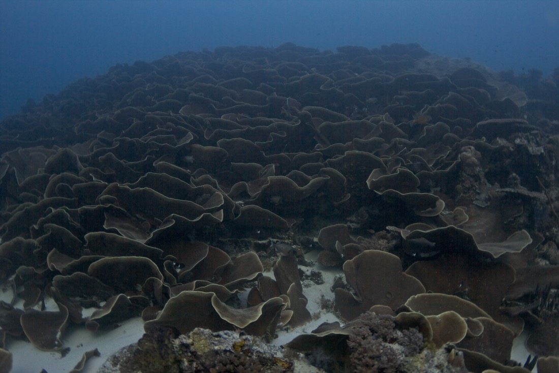 Palau2011D5D4 1169 2011-07-15.jpg