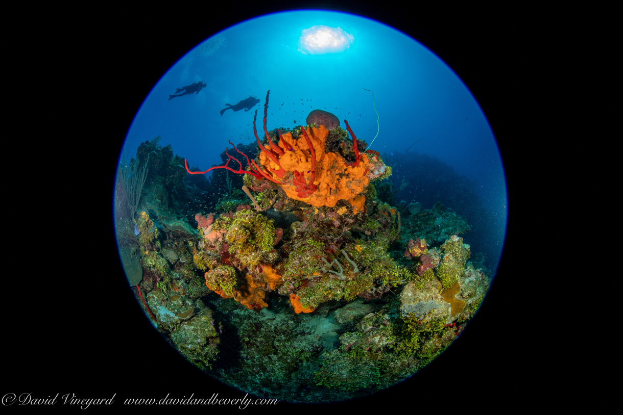 20180909-Roatan_D1D3-47.jpg