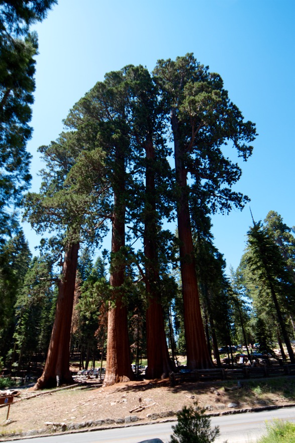 2010-07-23 SequoiaNatPark 039.jpg