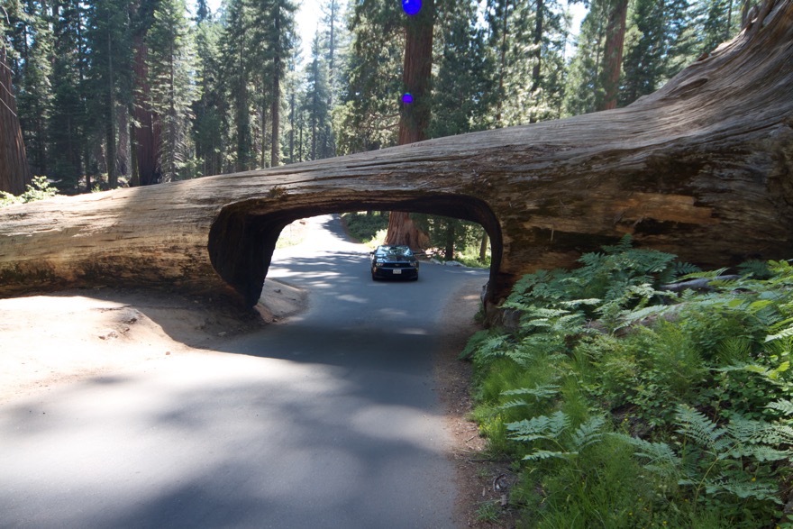 2010-07-23 SequoiaNatPark 046.jpg