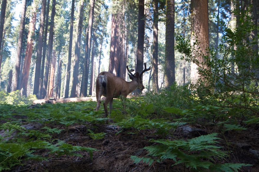 2010-07-23 SequoiaNatPark 071.jpg