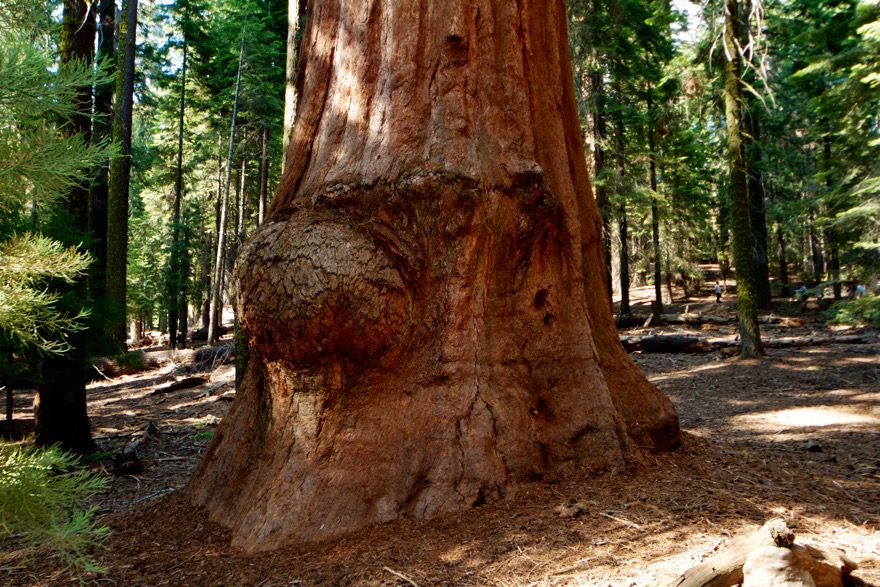 2010-07-23 SequoiaNatPark 153.jpg