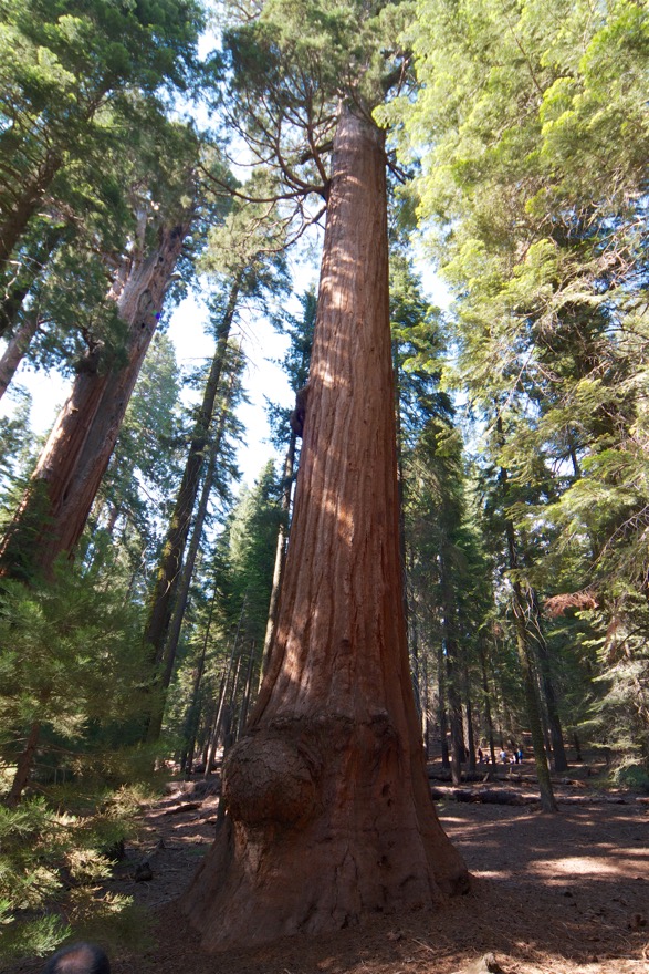 2010-07-23 SequoiaNatPark 154.jpg