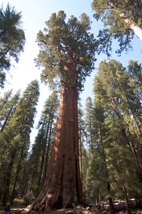 2010-07-23 SequoiaNatPark 157.jpg