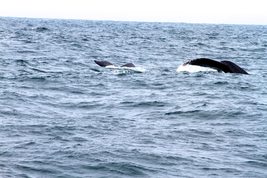 2010-07-30 MontereyWhaleWatch 453.jpg