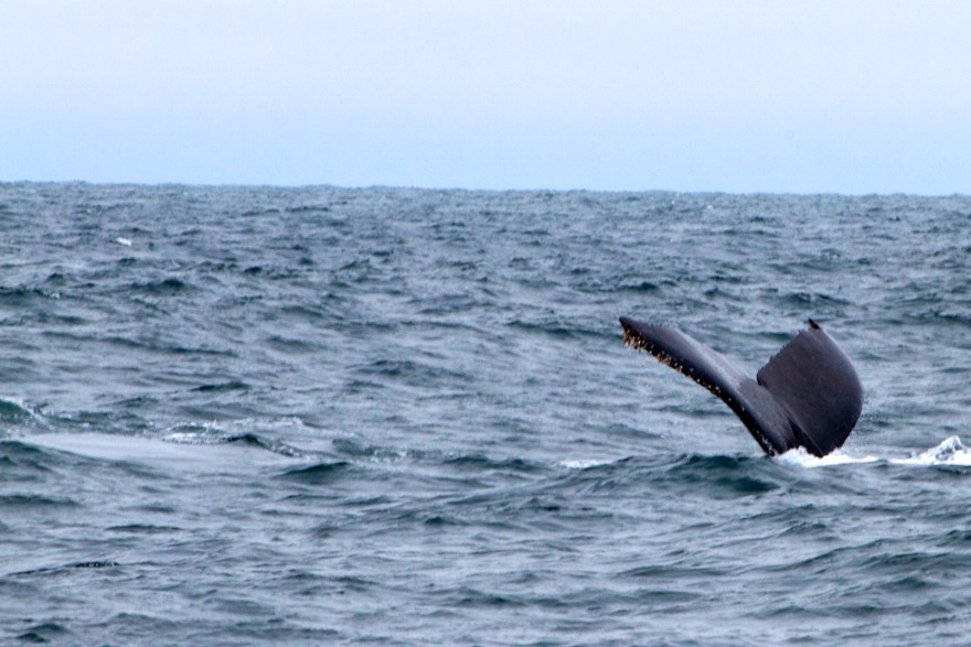 2010-07-30 MontereyWhaleWatch 456.jpg