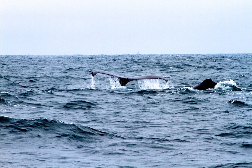 2010-07-30 MontereyWhaleWatch 459.jpg