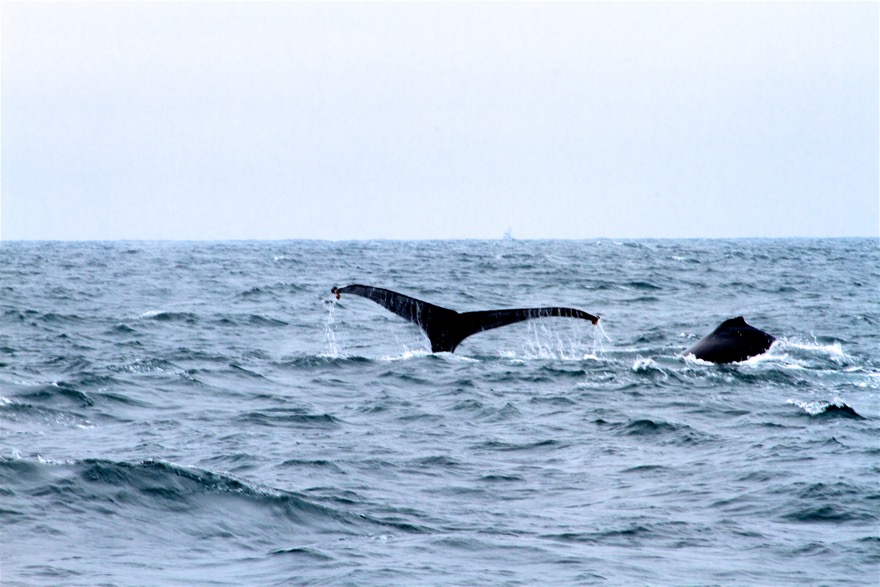 2010-07-30 MontereyWhaleWatch 460.jpg