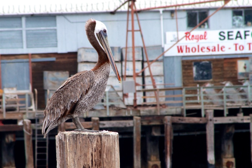 2010-07-30 MontereyWhaleWatch 526.jpg