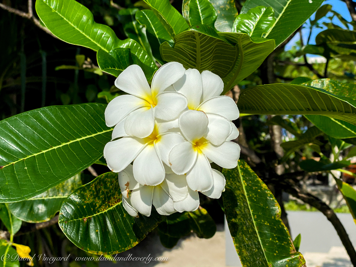 Vineyard_Maldives_Land_2020-25.jpg