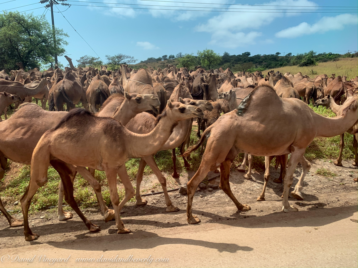 20191005- Salalah Oman 2019 -13.jpg