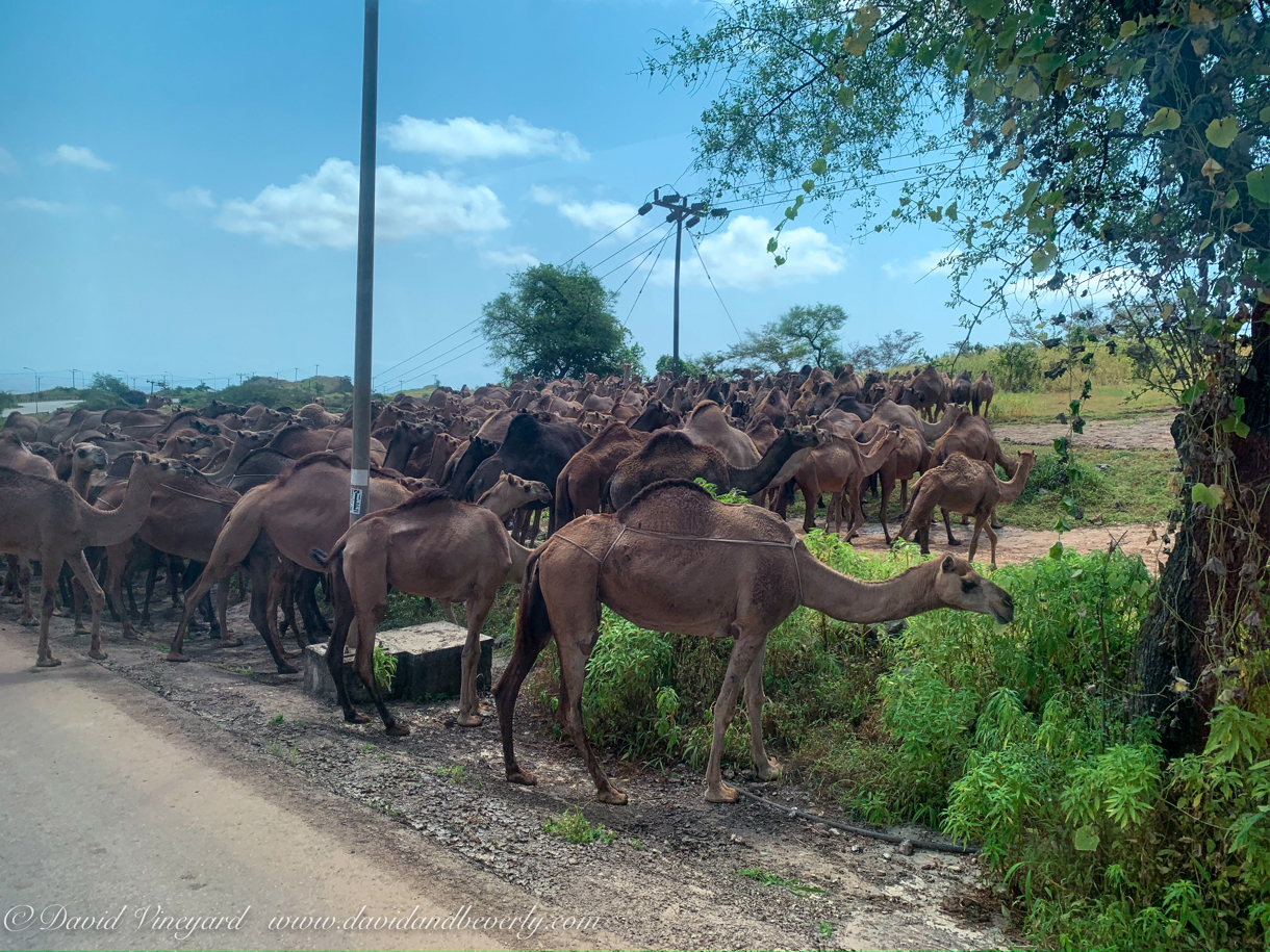 20191005- Salalah Oman 2019 -9.jpg