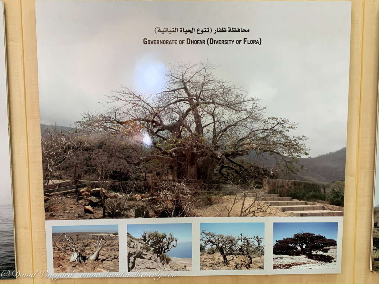 20191006- Salalah Oman 2019 -28.jpg