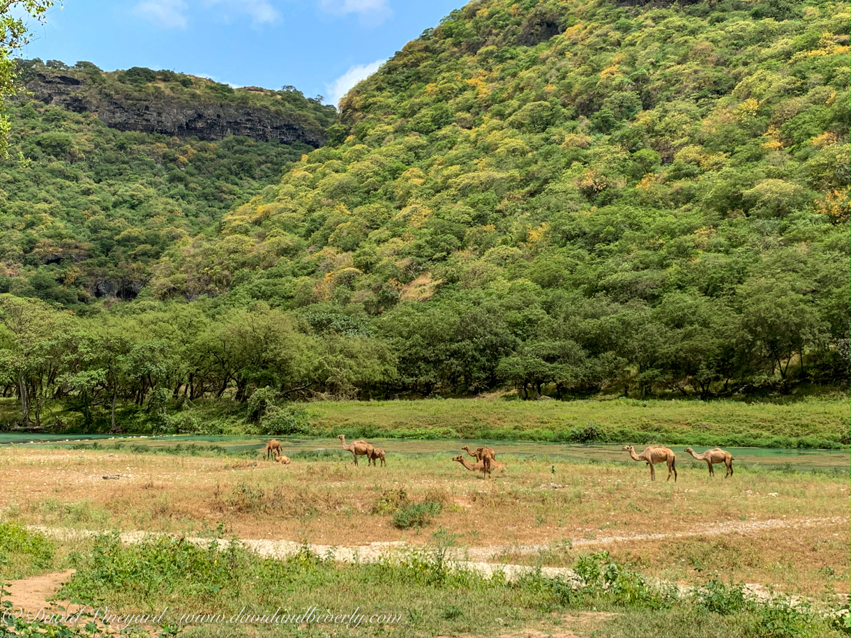 20191006- Salalah Oman 2019 -41.jpg