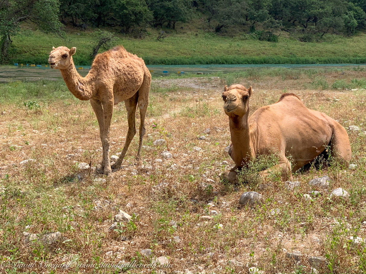 20191006- Salalah Oman 2019 -46.jpg