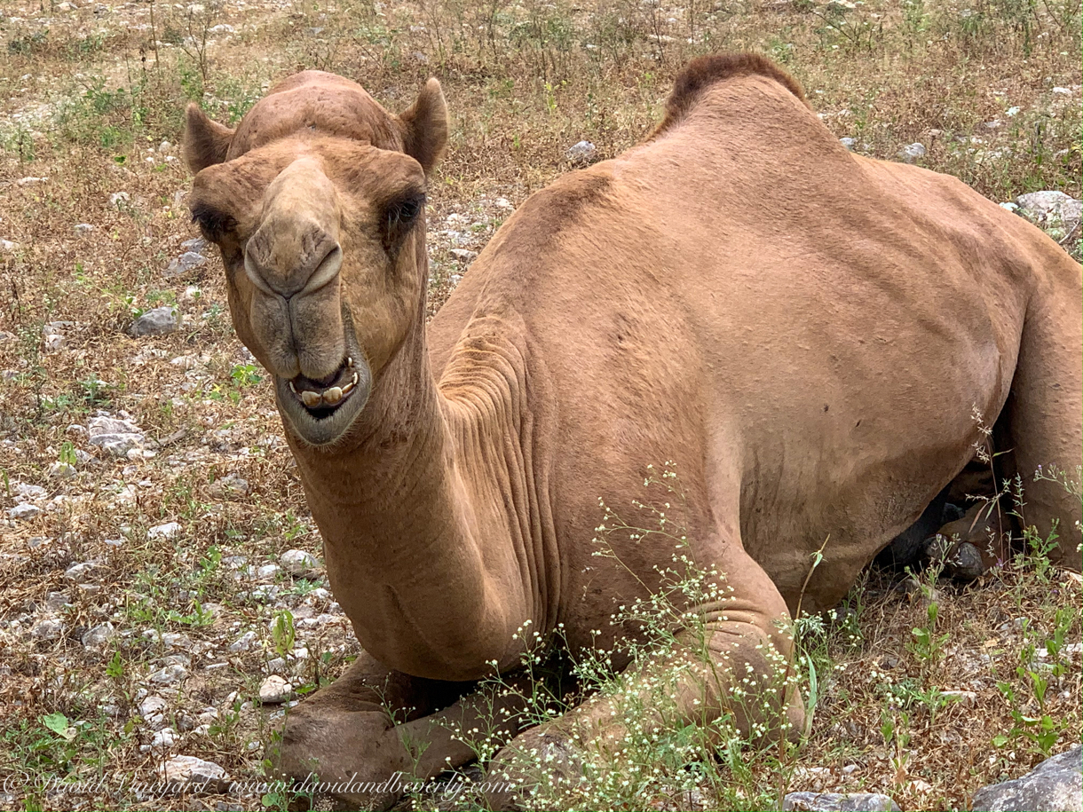 20191006- Salalah Oman 2019 -48.jpg