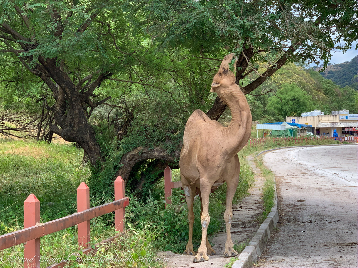 20191006- Salalah Oman 2019 -56.jpg