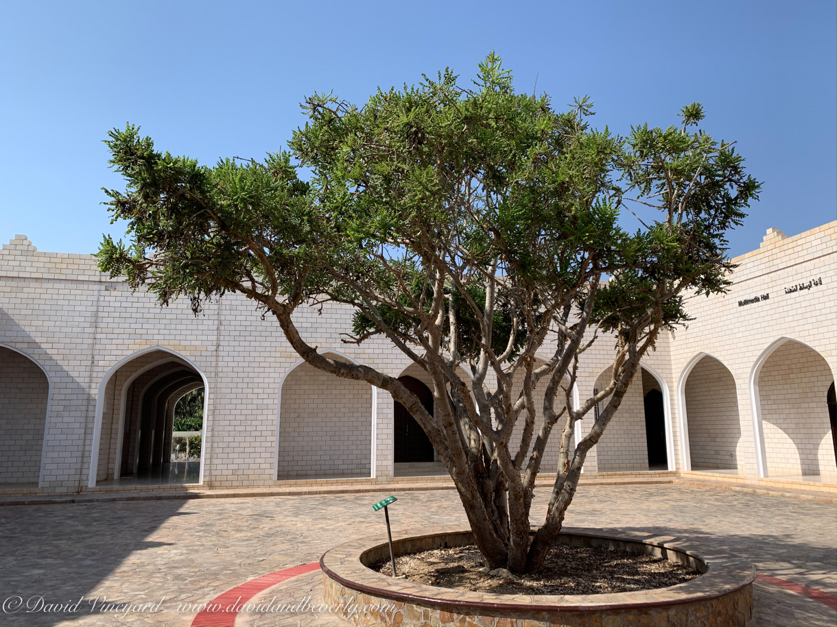 20191006- Salalah Oman 2019 -66.jpg