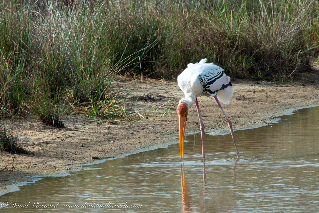 20190316- Wilpattu Sanctuary-109.jpg