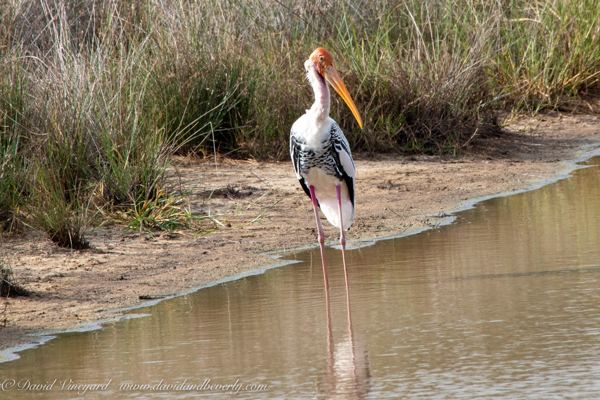 20190316- Wilpattu Sanctuary-118.jpg