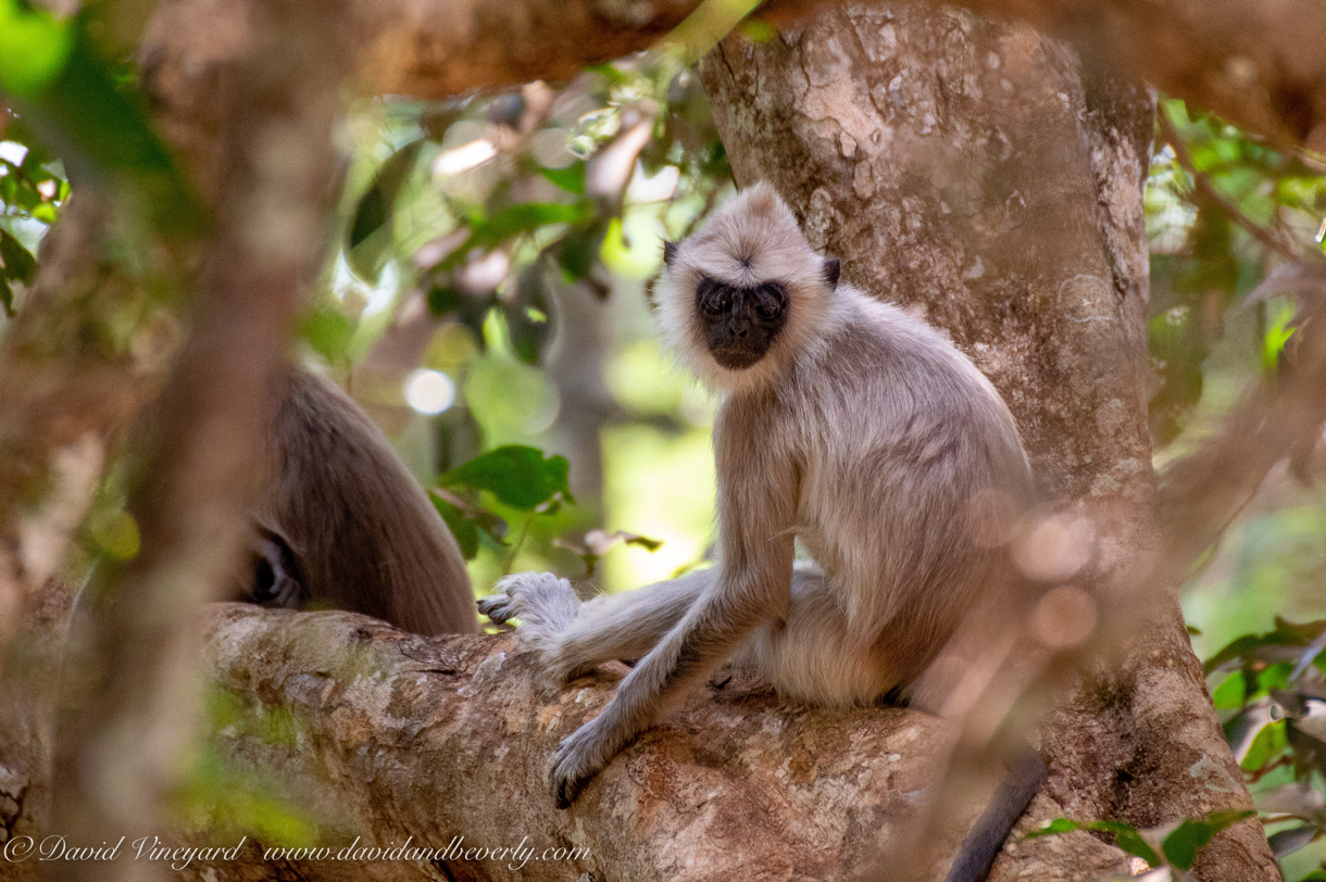 20190316- Wilpattu Sanctuary-13.jpg