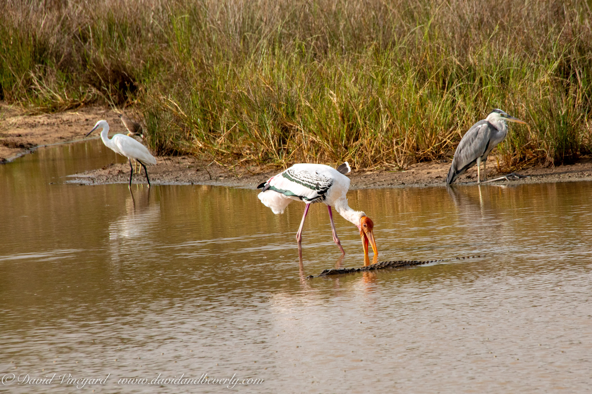 20190316- Wilpattu Sanctuary-142.jpg