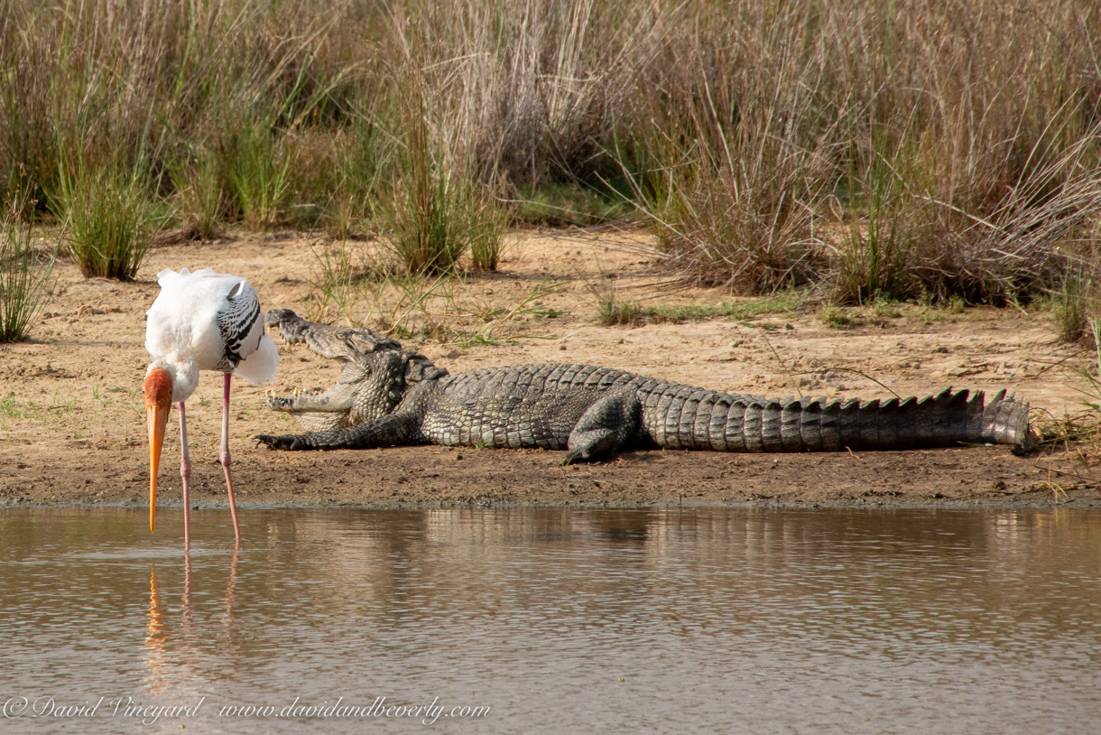 20190316- Wilpattu Sanctuary-157.jpg