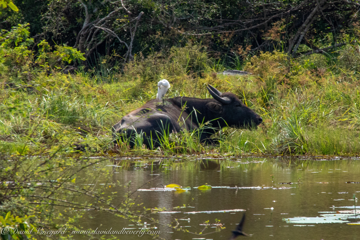 20190316- Wilpattu Sanctuary-17.jpg