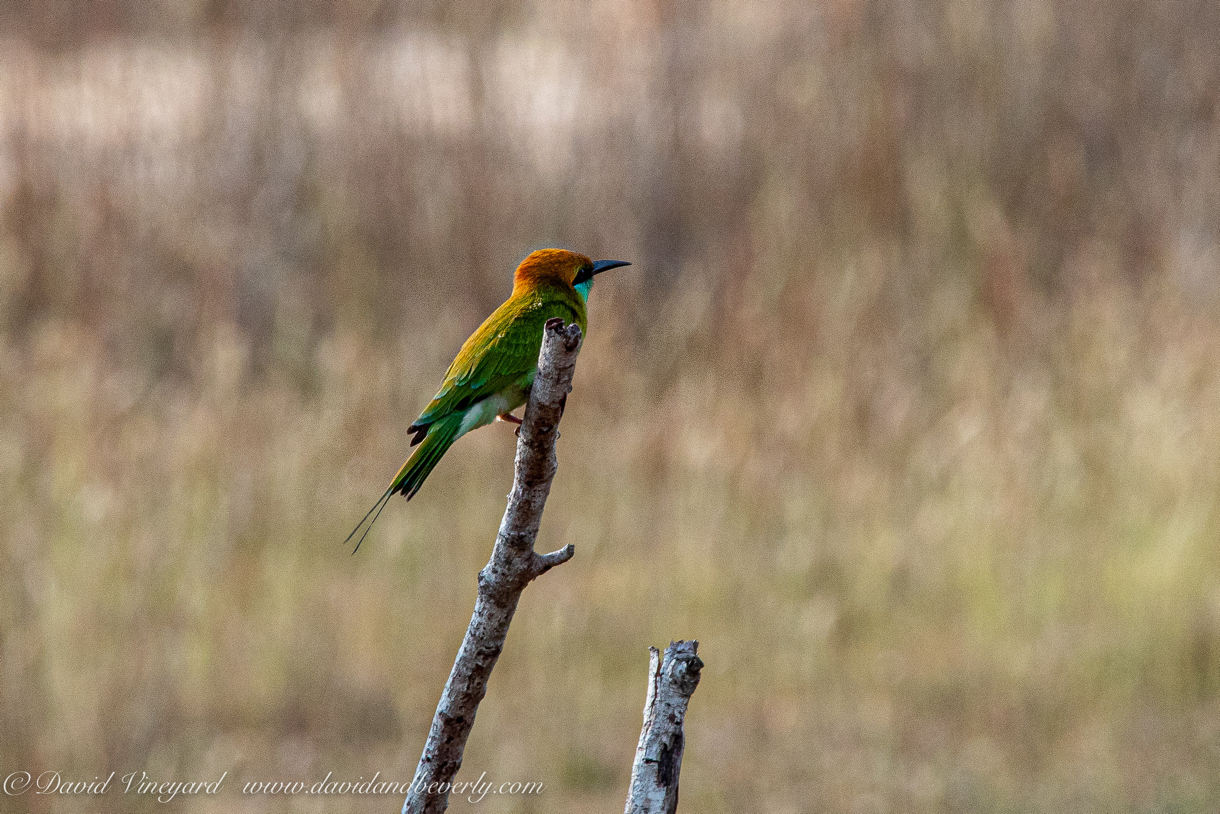 20190316- Wilpattu Sanctuary-174.jpg