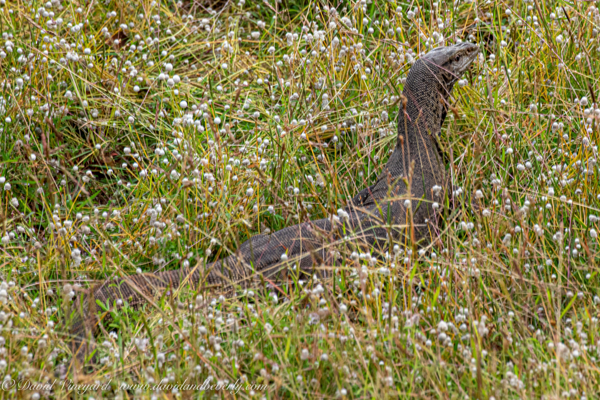 20190316- Wilpattu Sanctuary-178.jpg