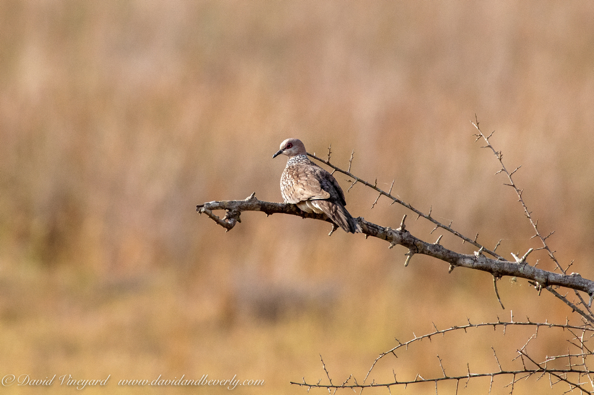 20190316- Wilpattu Sanctuary-185.jpg