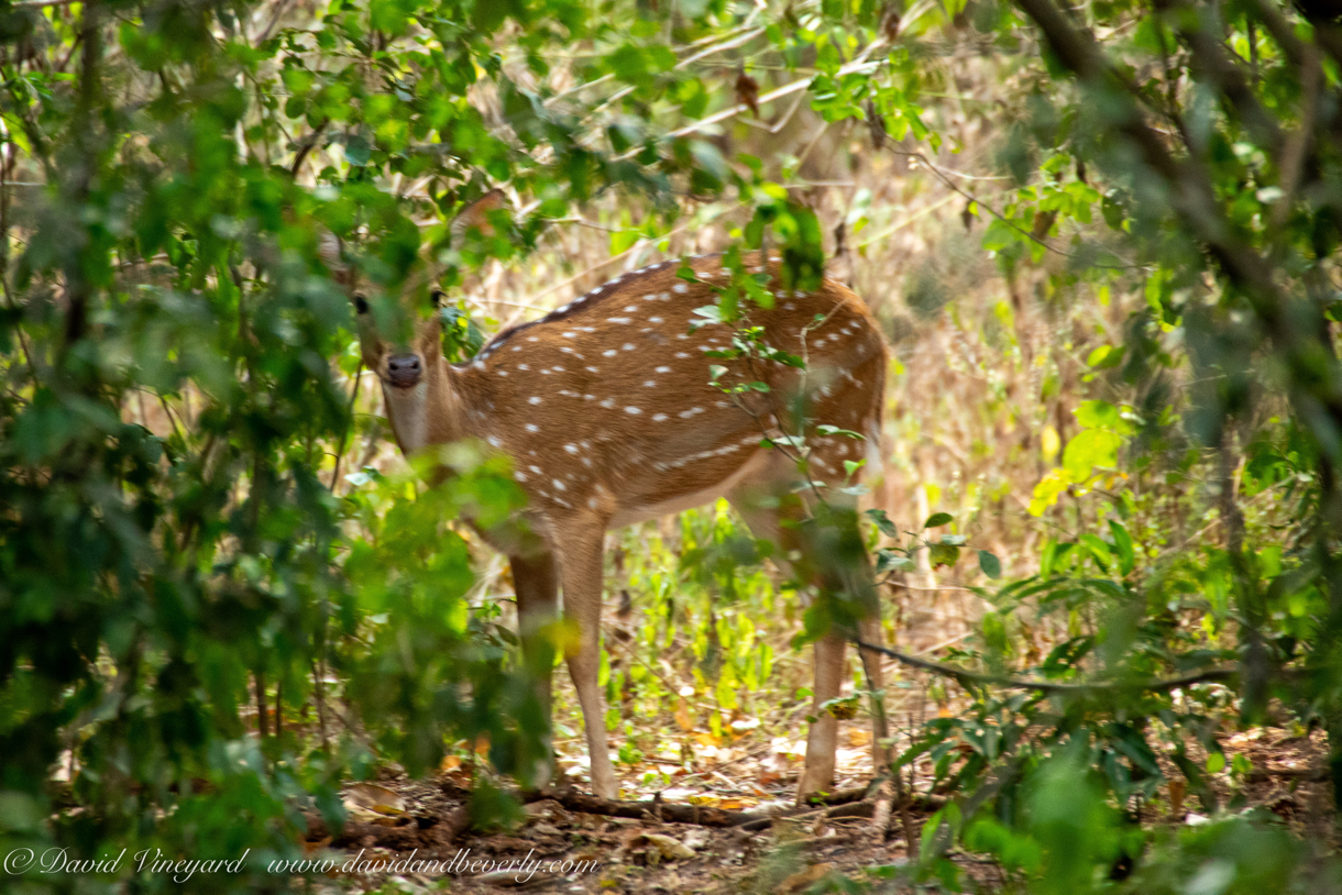 20190316- Wilpattu Sanctuary-2.jpg