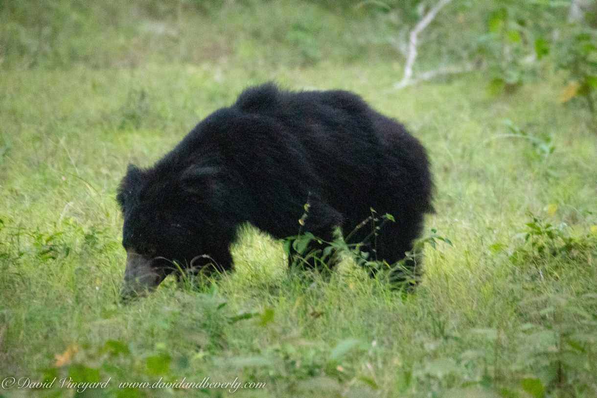 20190316- Wilpattu Sanctuary-201.jpg