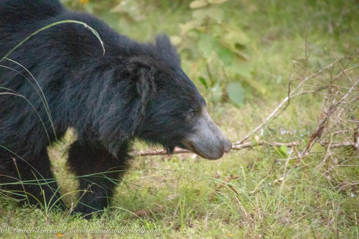 20190316- Wilpattu Sanctuary-222.jpg