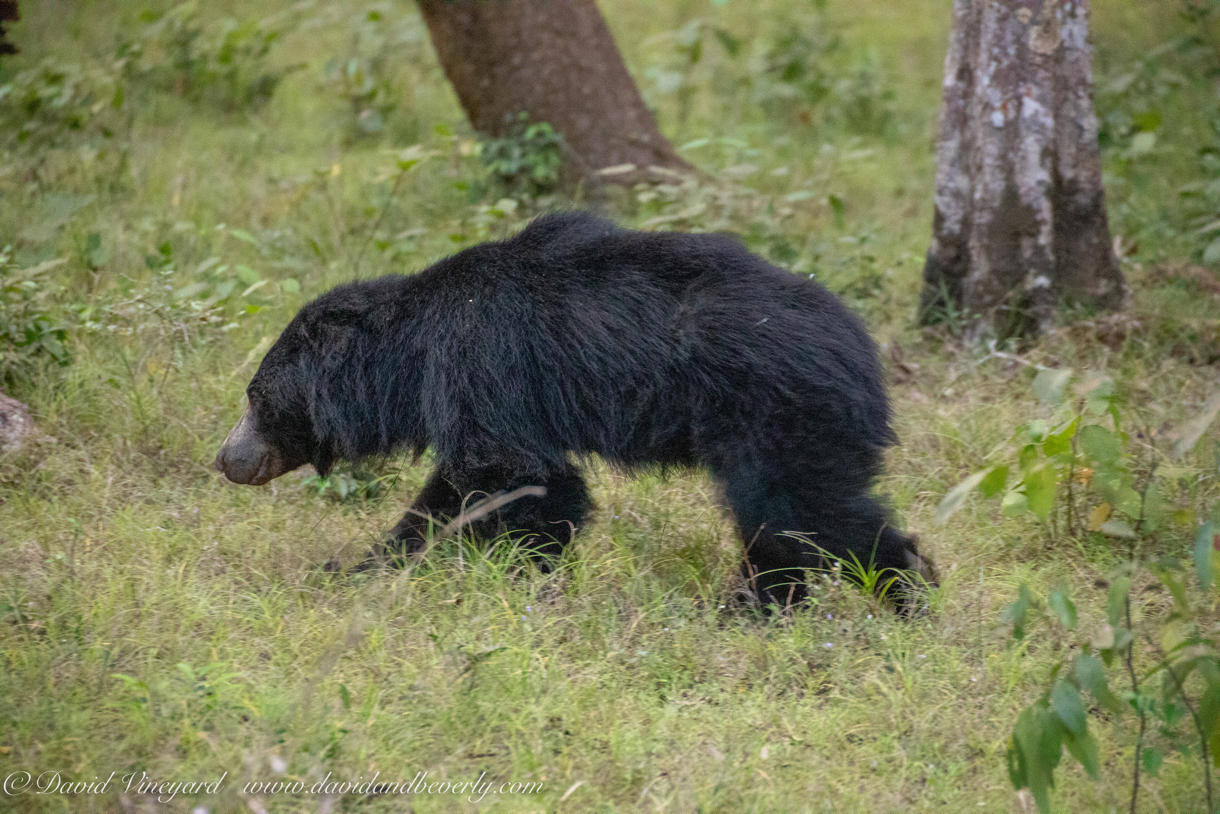 20190316- Wilpattu Sanctuary-238.jpg