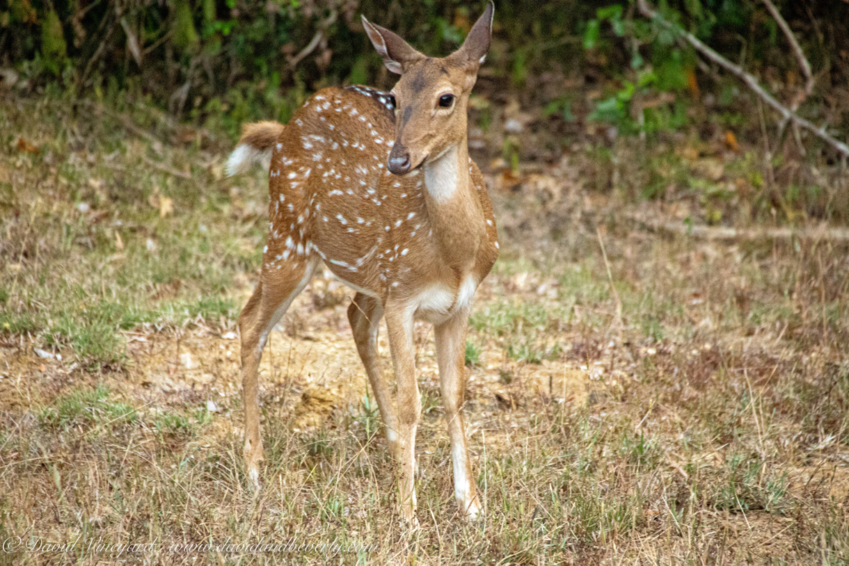 20190316- Wilpattu Sanctuary-245.jpg