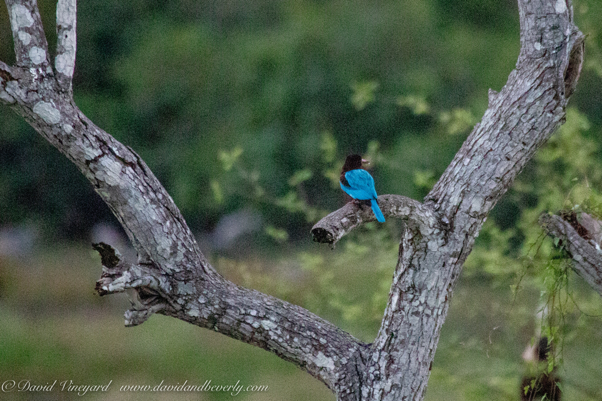 20190316- Wilpattu Sanctuary-259.jpg