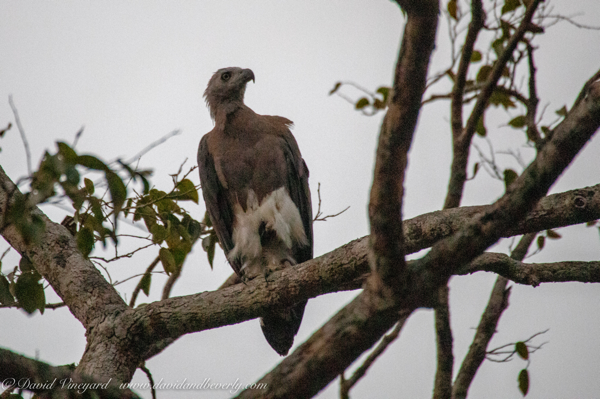 20190316- Wilpattu Sanctuary-262.jpg