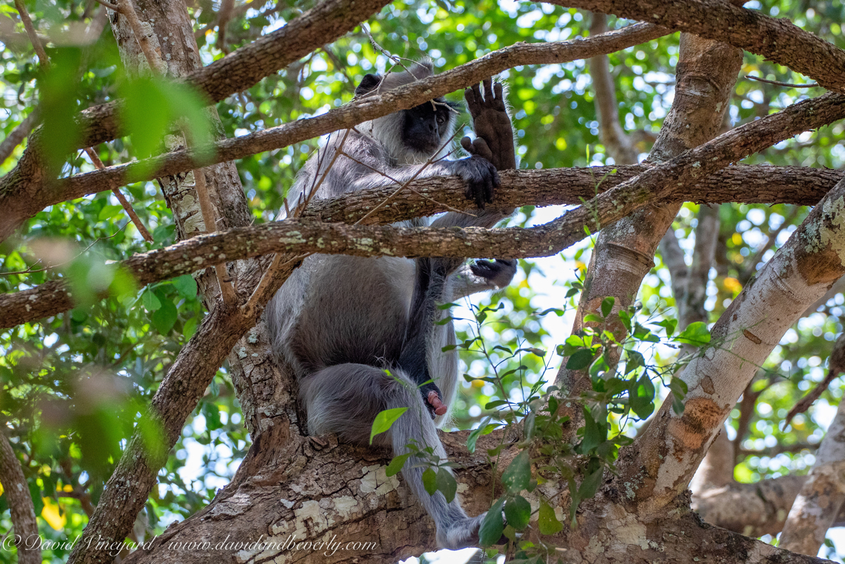 20190316- Wilpattu Sanctuary-3.jpg