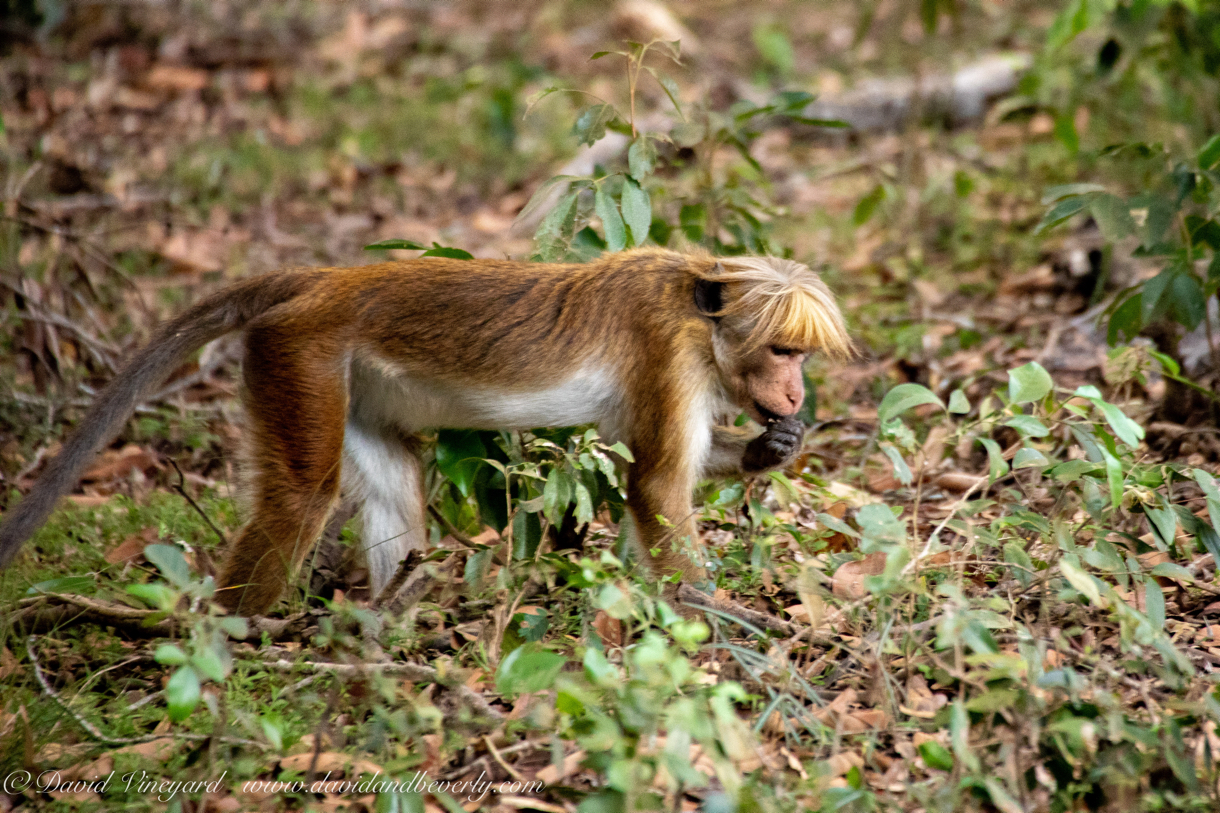 20190316- Wilpattu Sanctuary-42.jpg