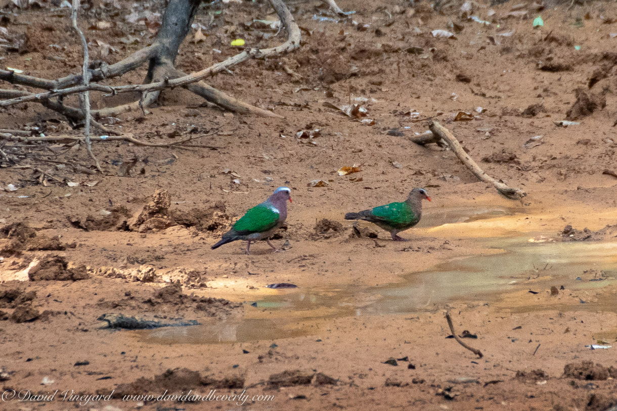 20190316- Wilpattu Sanctuary-67.jpg